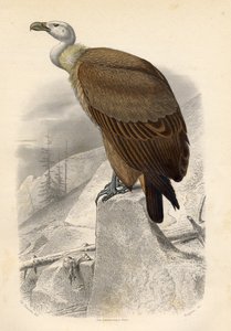 A fawn Vulture, vésette Paquien